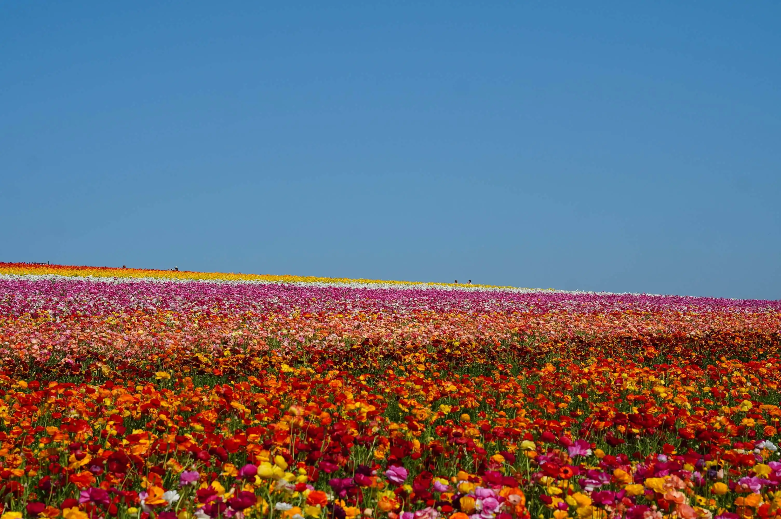 Landscapes
